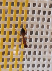 Camponotus nylanderi