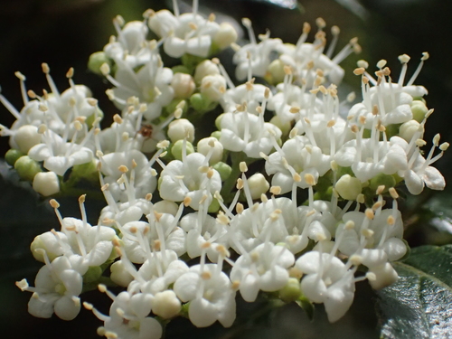 Image of Viburnum foetidum by no rights reserved
