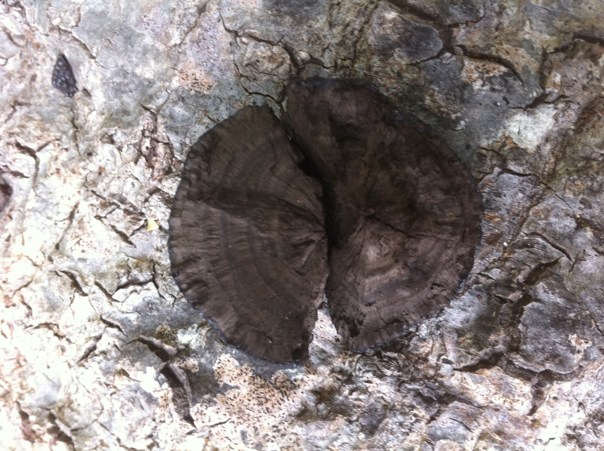 Annulohypoxylon thouarsianum image