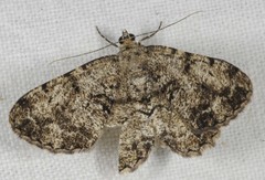 Peribatodes secundaria