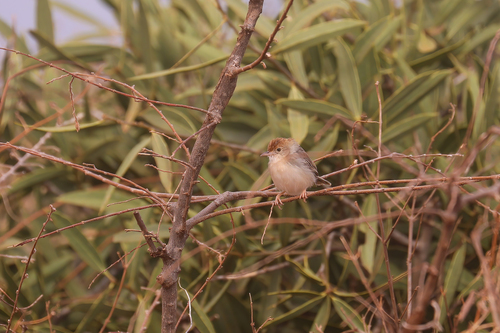 Tiny Cisticola (Cisticola nana), photo 1