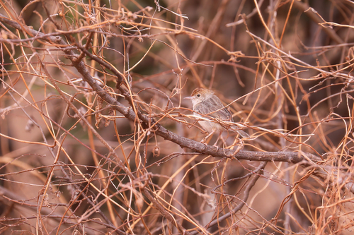 Tiny Cisticola (Cisticola nana), photo 2