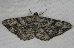 Peribatodes secundaria