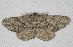 Peribatodes secundaria