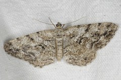 Peribatodes secundaria