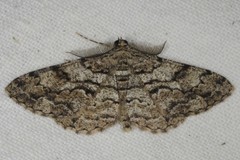 Peribatodes secundaria