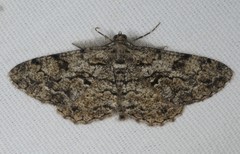 Peribatodes secundaria