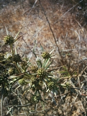 Eryngium glomeratum