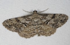 Peribatodes secundaria