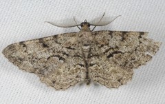 Peribatodes secundaria