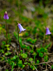 Soldanella