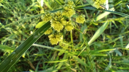 Foto de Tiririca