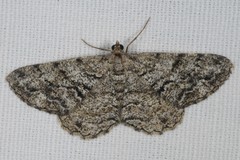 Peribatodes secundaria