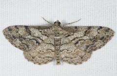 Peribatodes secundaria