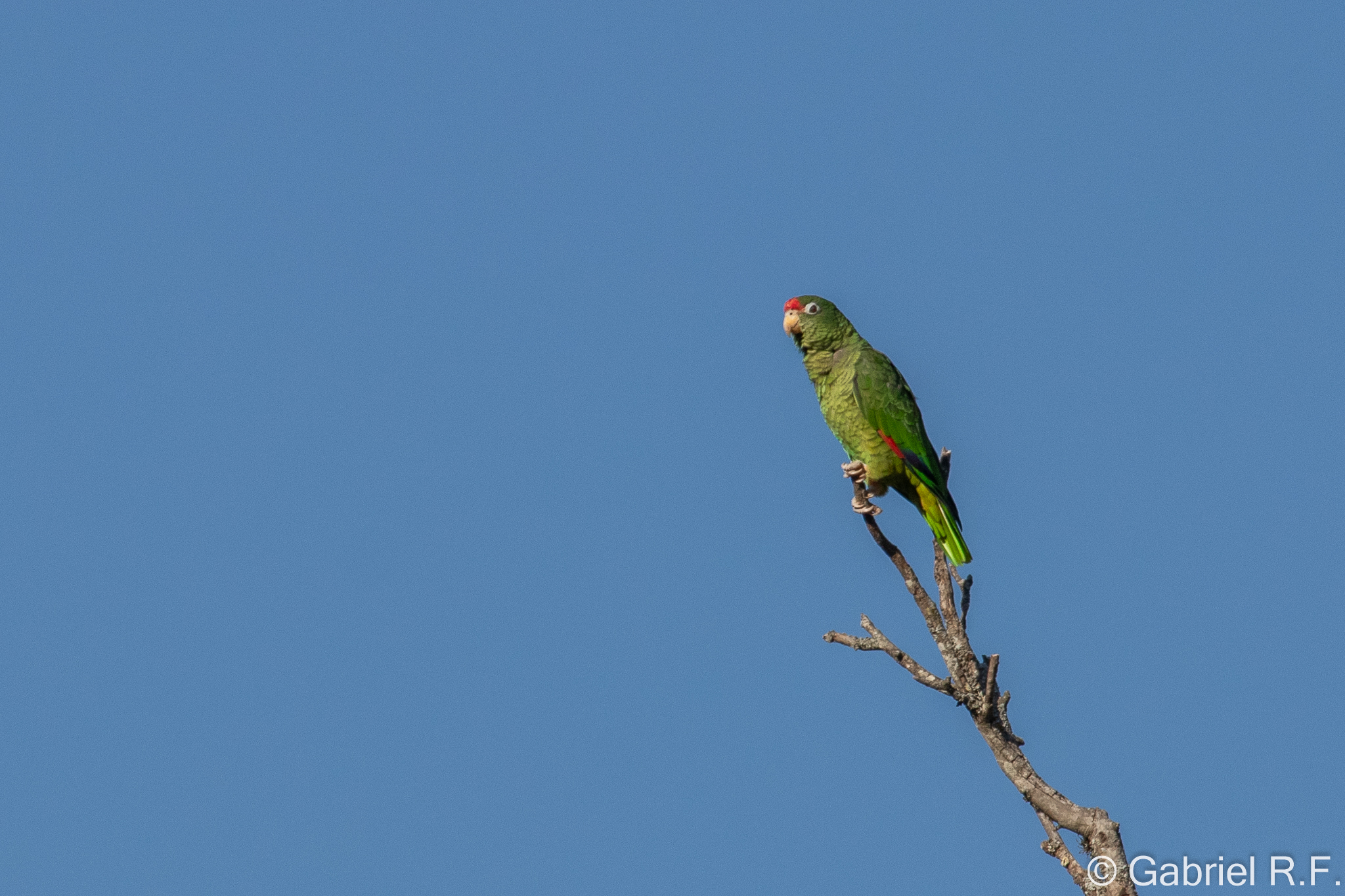 Tucuman Amazon (Amazona tucumana), photo 5