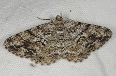 Peribatodes secundaria