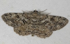 Peribatodes secundaria