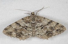 Peribatodes secundaria