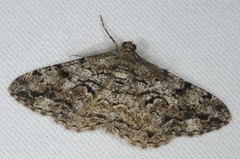 Peribatodes secundaria