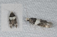 Recurvaria leucatella