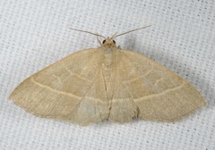 Trisateles emortualis