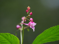 Impatiens devolii