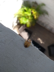 Pentatomidae