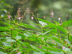 Impatiens devolii