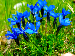 Gentiana bavarica