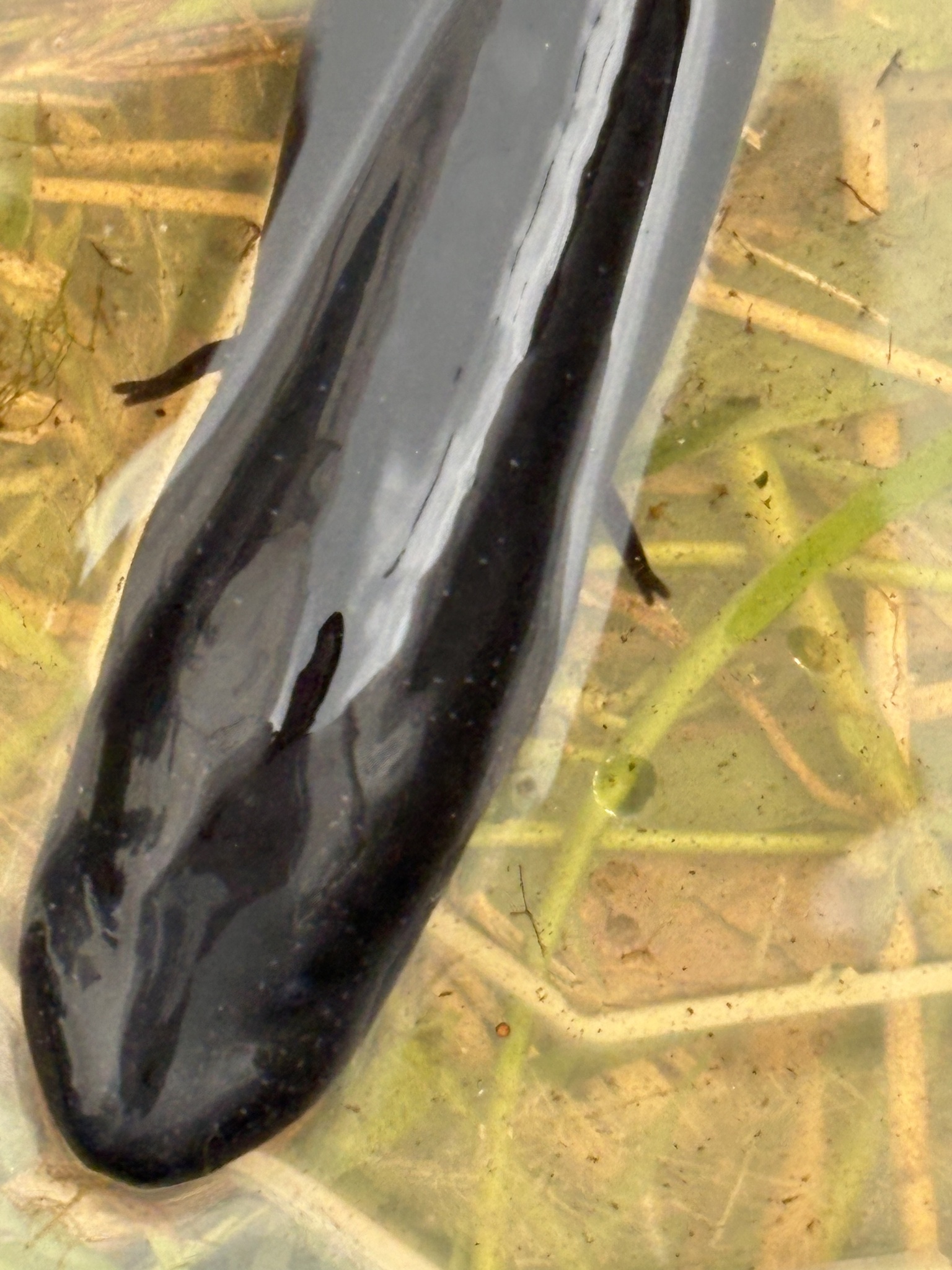 Amphiuma means Garden, 1821