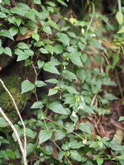 Lycianthes lysimachioides