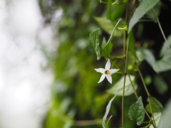 Lycianthes lysimachioides