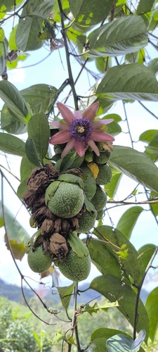 Passiflora ambigua, photograph 5