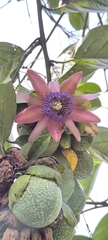 Passiflora ambigua, photograph (c) Miguel José Lengua Hernández, some rights reserved (CC BY)