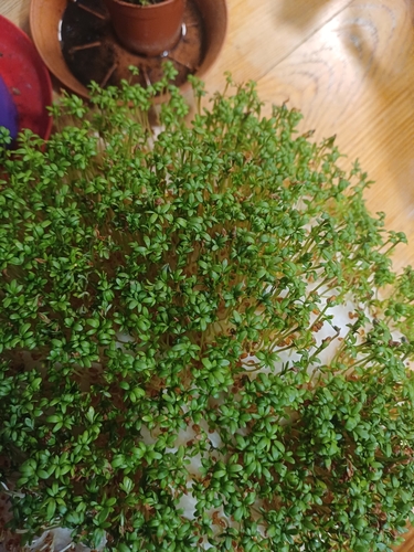 Lepidium sativum iNat (3)