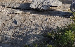 Ammospermophilus interpres