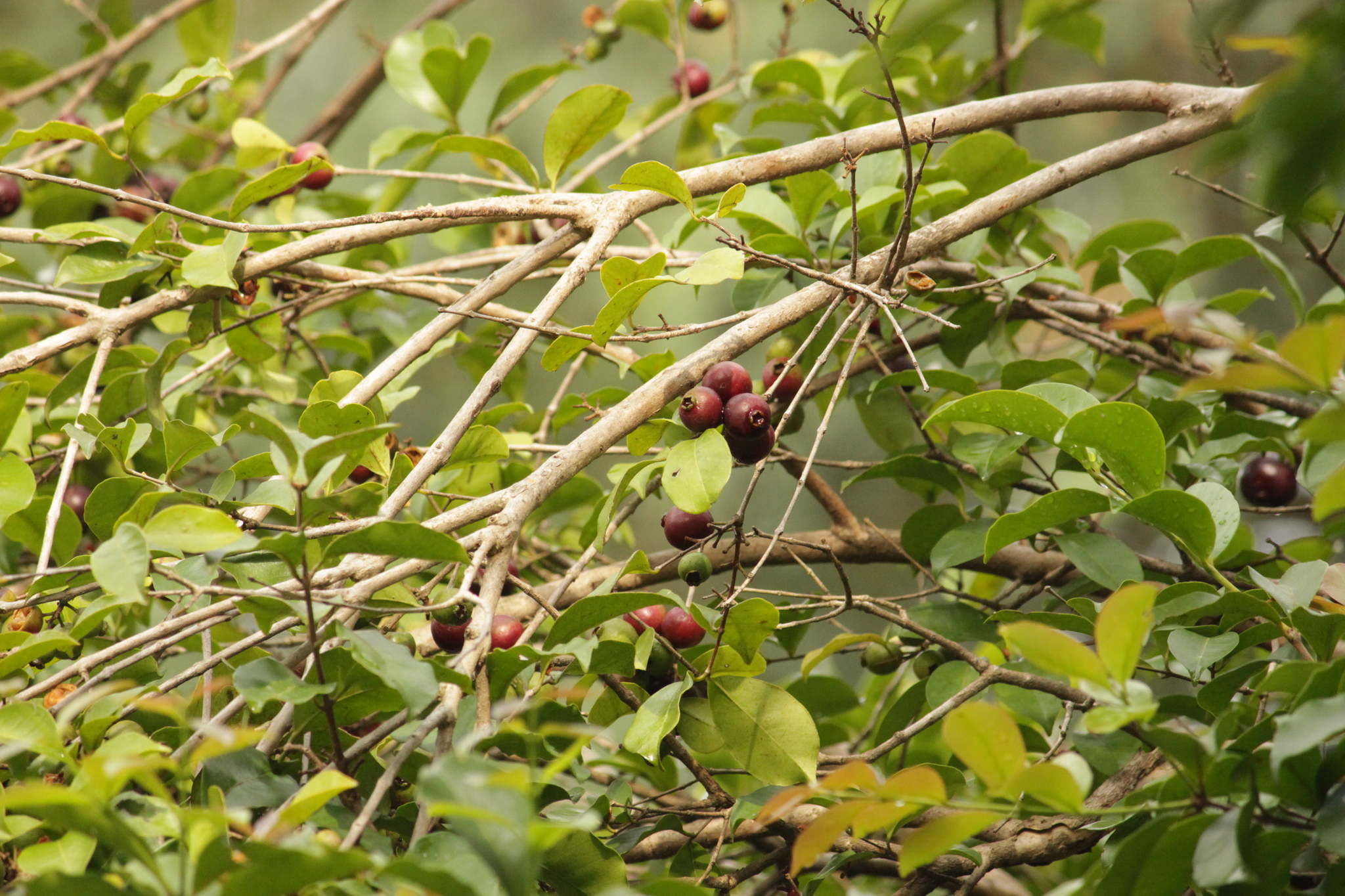 Psidium myrtoides