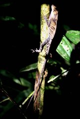 Anolis scypheus