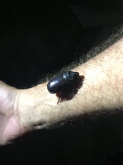 Nephila tetragnathoides