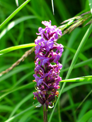 Gymnadenia