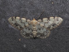 Idaea contiguaria
