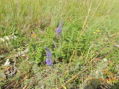 Veronica spuria