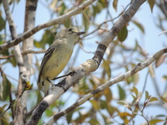 Vireo pallens