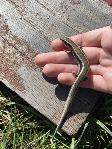 iNaturalist observation photo of Western Skink