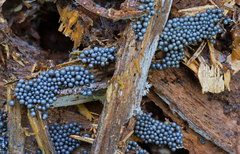 Cribraria argillacea