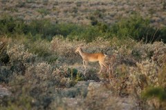 Odocoileus virginianus texanus