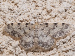 Idaea contiguaria