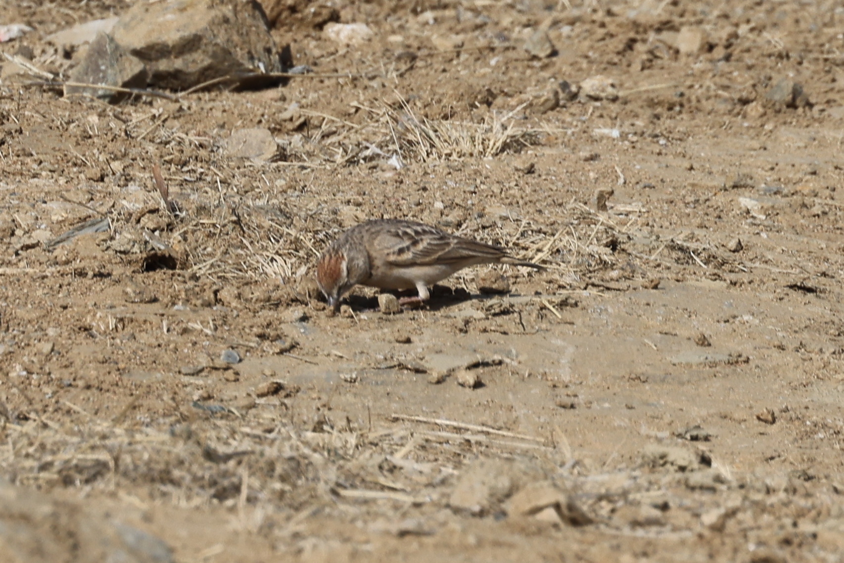 Rufous-capped Lark illustration