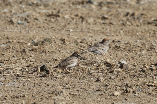 Blanford's Lark (Calandrella blanfordi), photo 2
