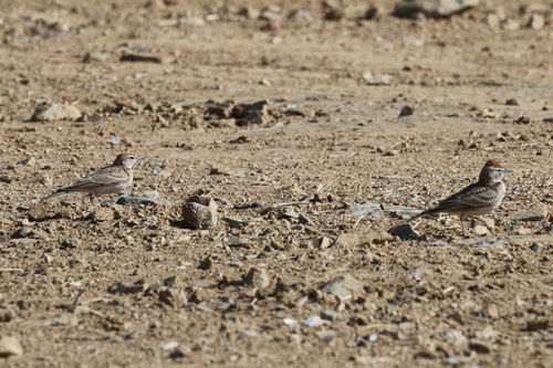 Blanford's Lark (Calandrella blanfordi), photo 5